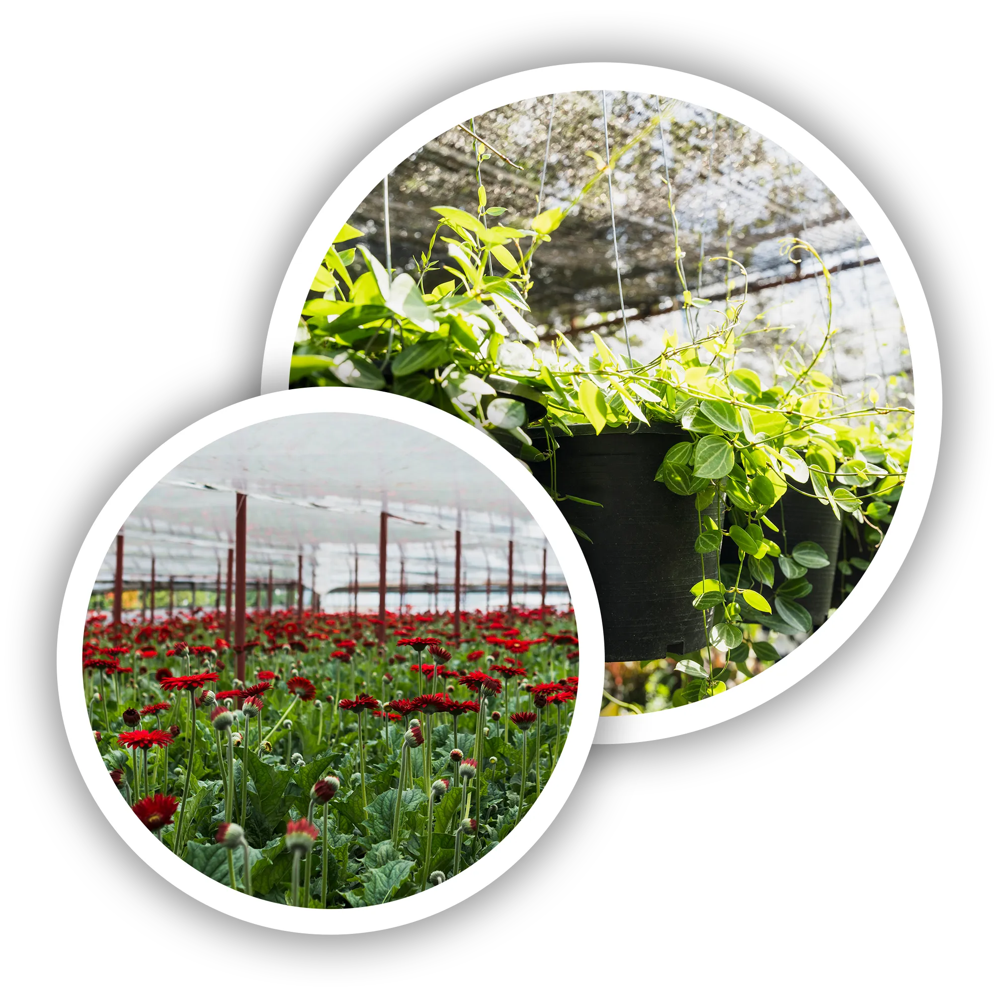 Szkółka roślin Winkiel zdjęcia