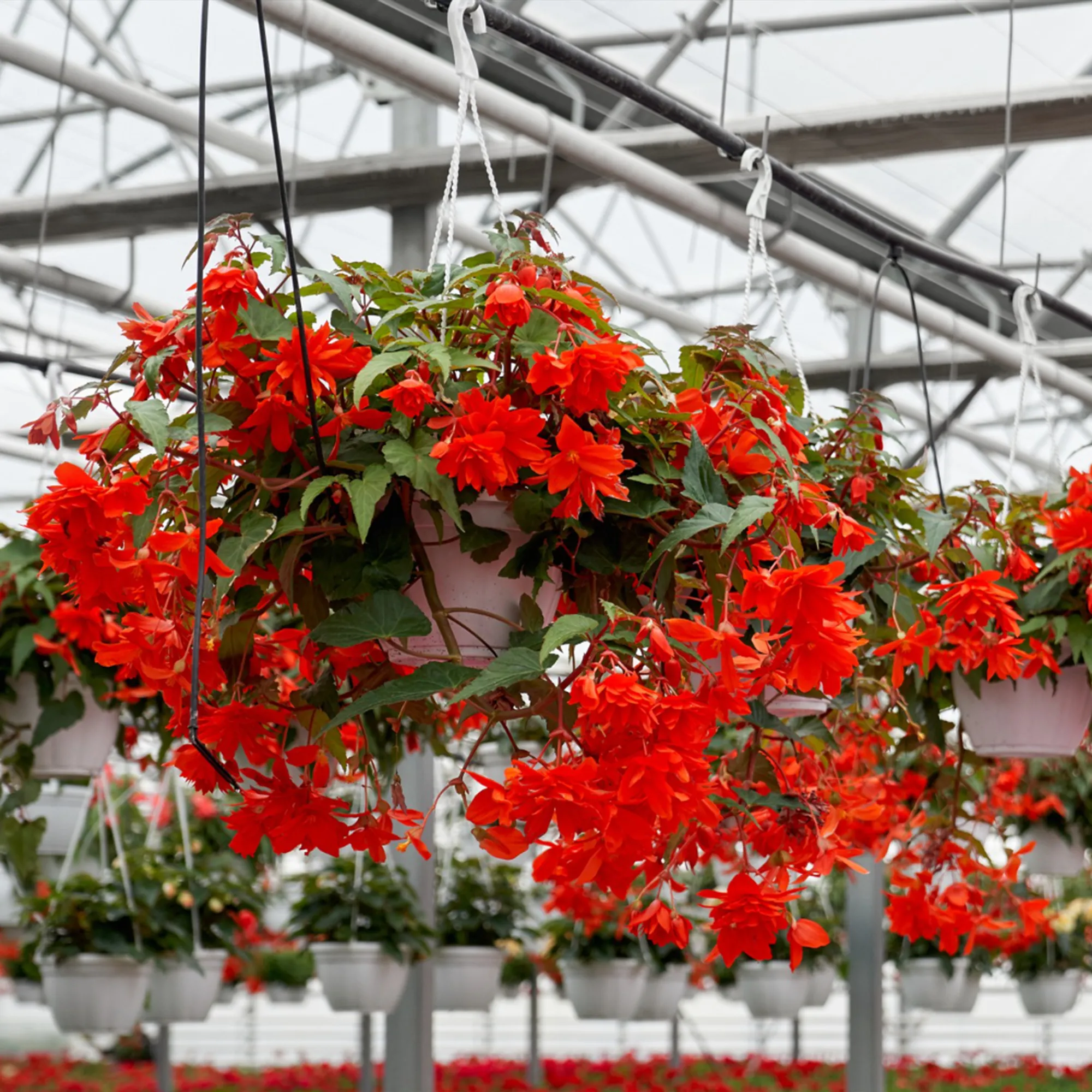 Kwiaty i rośliny ozdobne - szkółka roślin Wilkiel