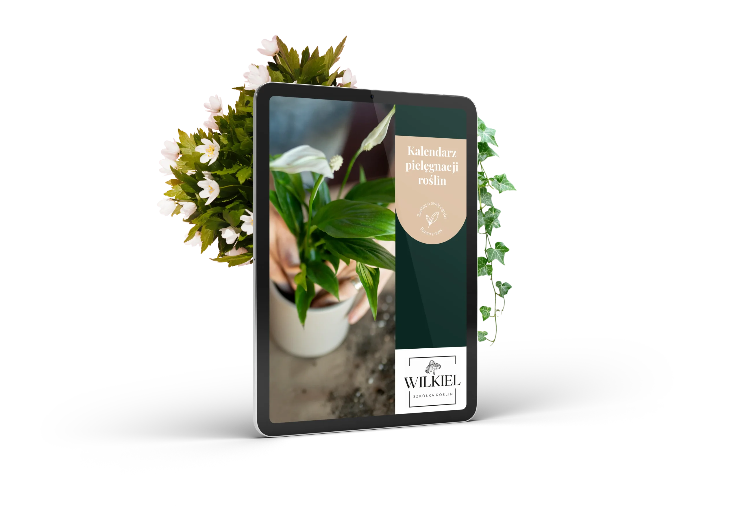 Kalendarz pielęgnacji roślin - szkółka roślin Wilkiel